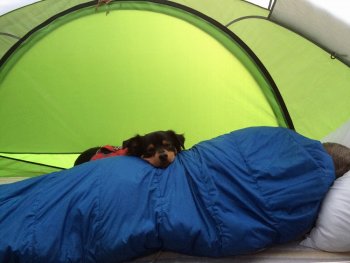 GO Life dog