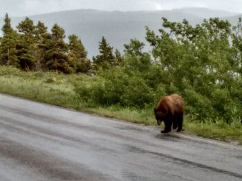Berzowskis Summer Adventure: Glacier National Park