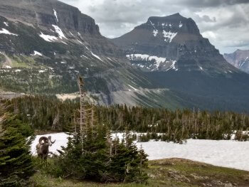 Berzowskis Summer Adventure: Glacier National Park