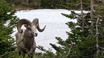 Berzowskis Summer Adventure: Glacier National Park