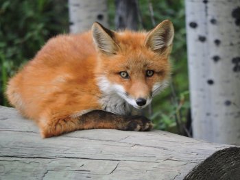 Berzowskis Alaska Adventure: Yukon Territory