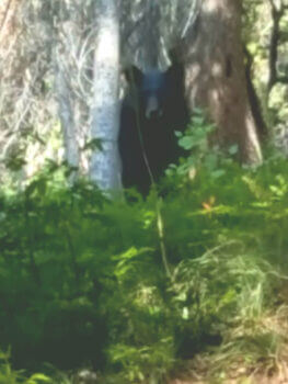 Bear