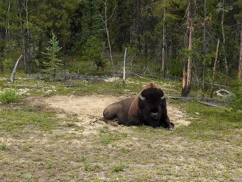 bison